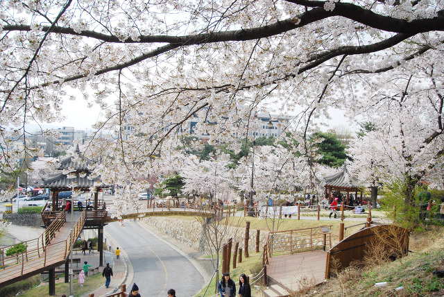 벚꽃축제.jpg